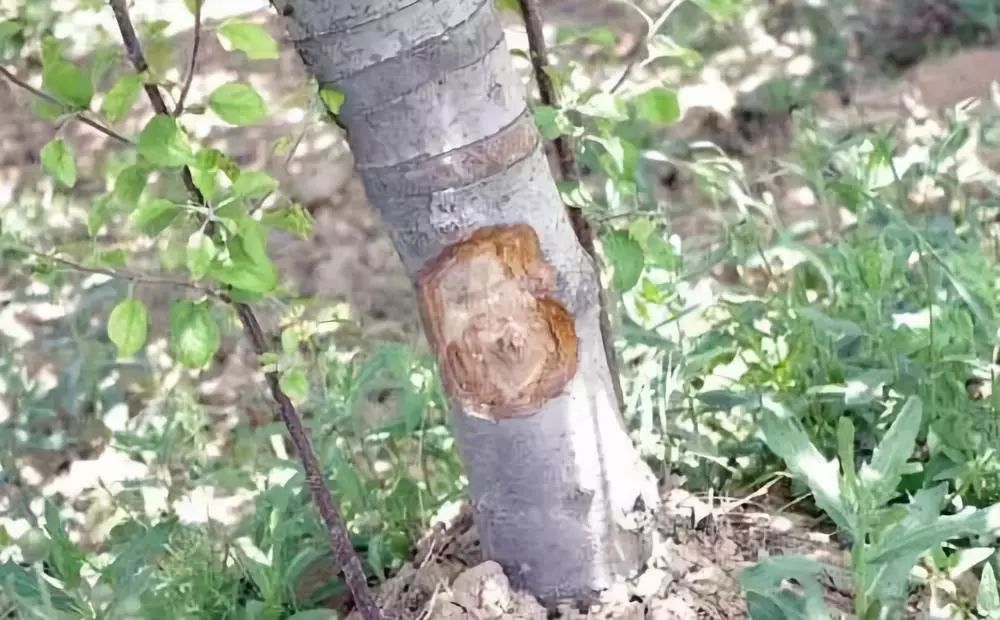 苹果树干干枯怎么回事,苹果枝干类病害图片