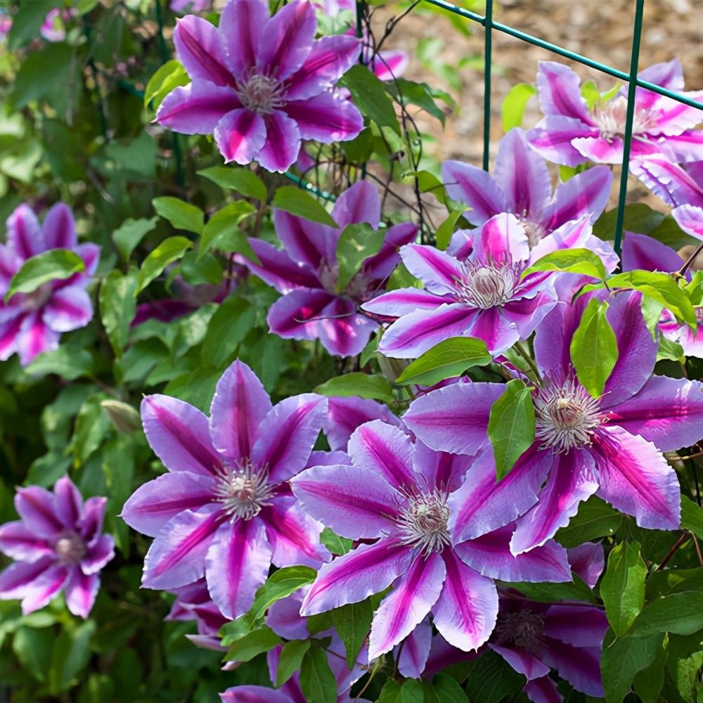 常见花卉养殖总汇,各种花卉植物养殖方法??