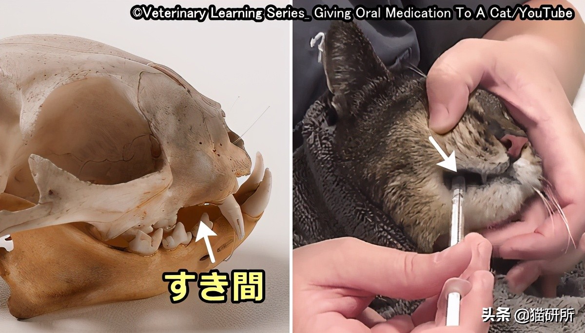 一学就会的喂药秘笈！轻松解决猫咪的吃药难题