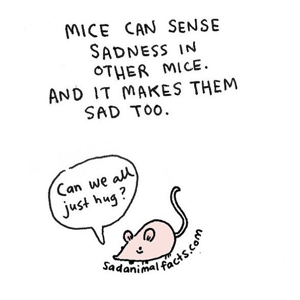 100幅治愈系小插画动物,治愈可爱的动漫动物插画