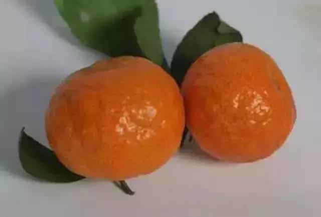 广西砂糖橘防冻技术视频,冬天沙糖桔如何盖膜