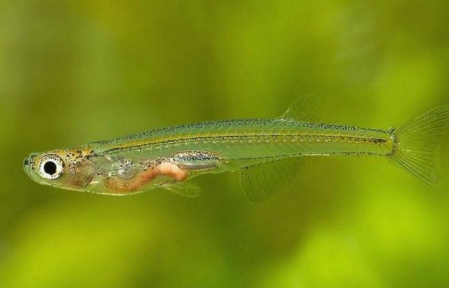 世界上最毒的鱼食人鱼只能排第五,世界上十大最危险的鱼