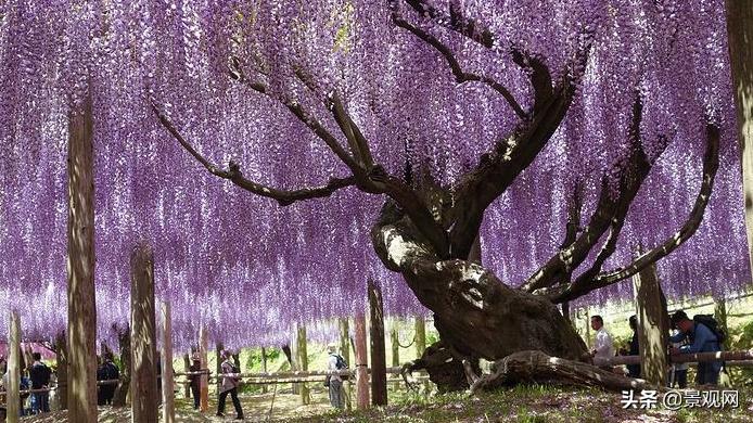 华北常见五种夏秋观花树种,花期很长的观花树种