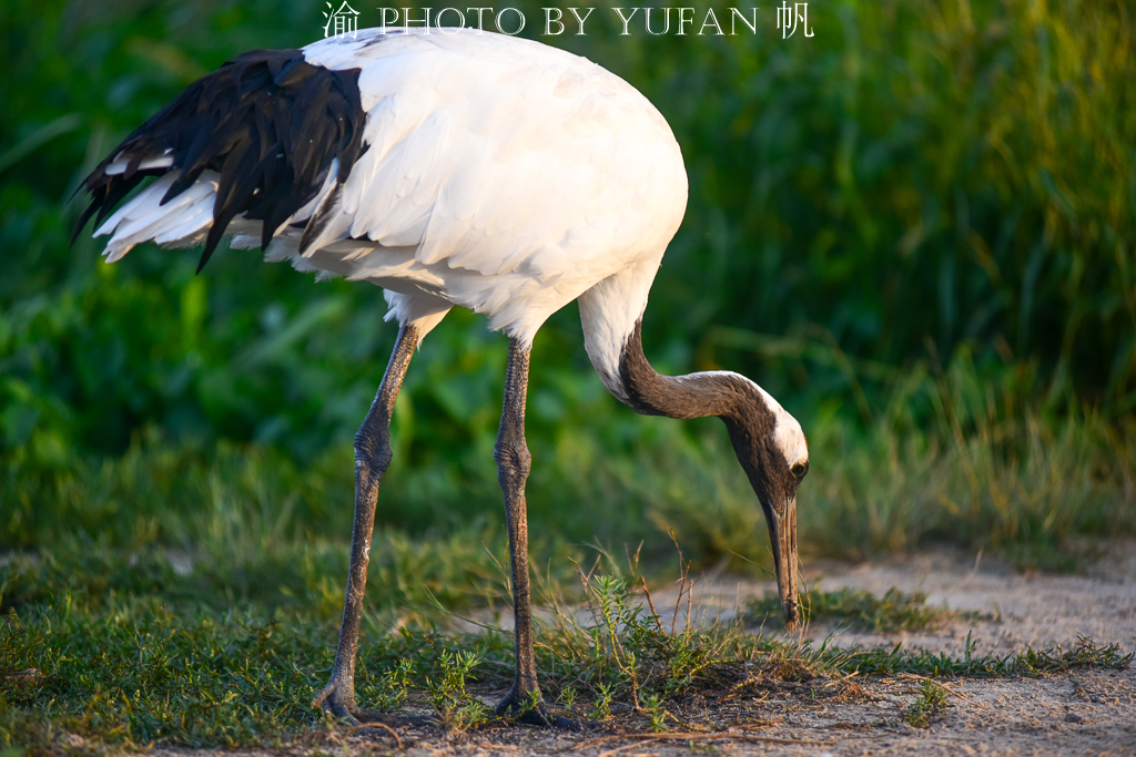 吉林丹顶鹤之乡,马云长白山