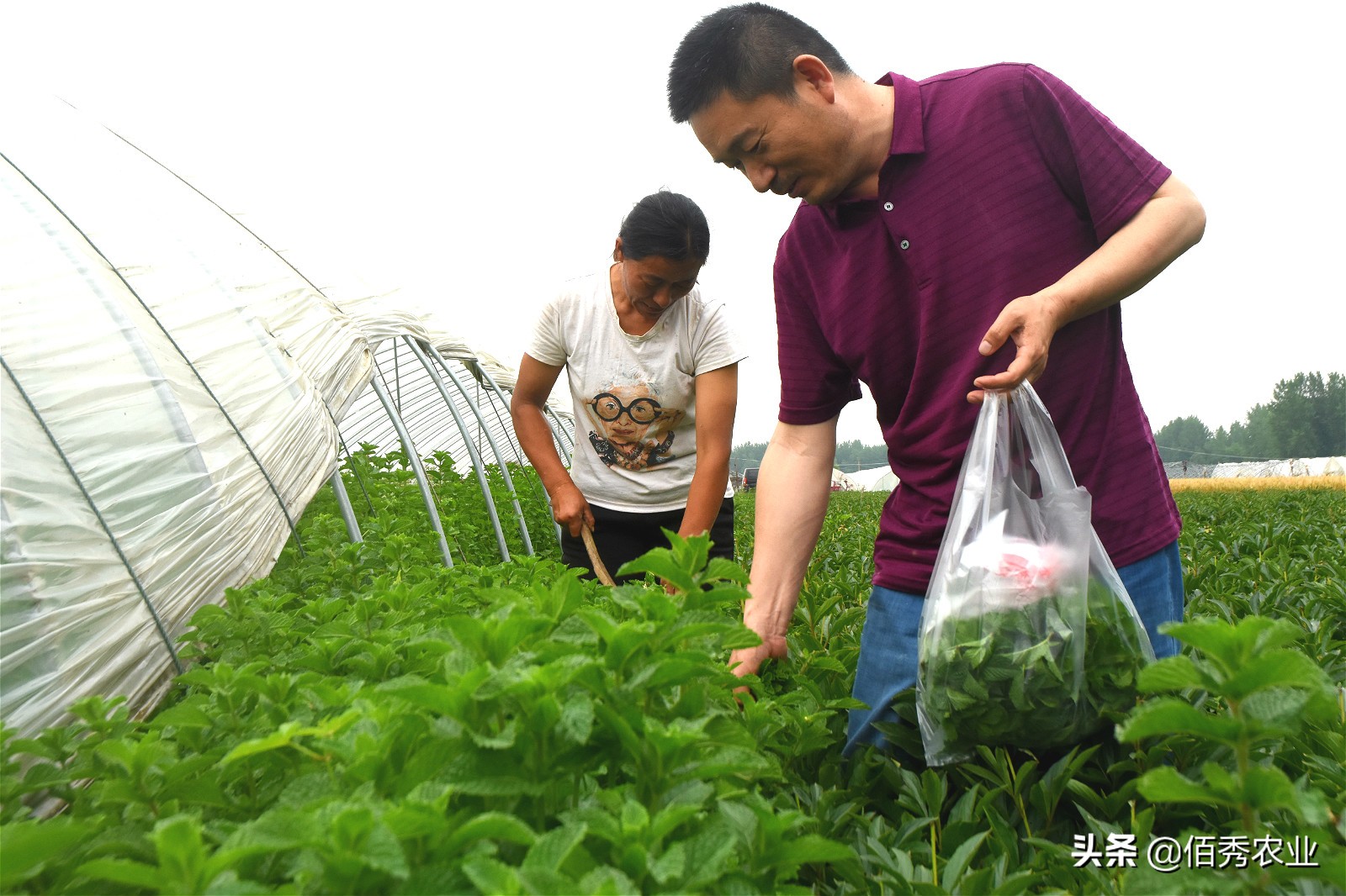 种植薄荷一亩地能赚多少钱,薄荷种植技术及亩收益