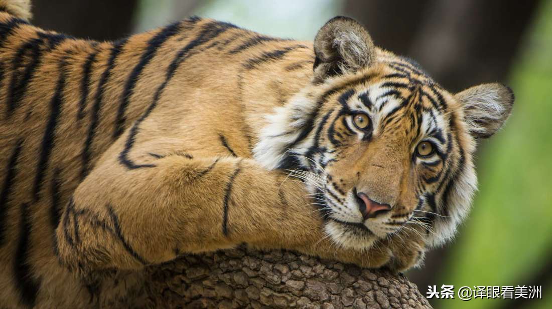 ck鐢峰＋棣欐按鏌戞,ck鐢峰＋棣欐按姝ｅ搧