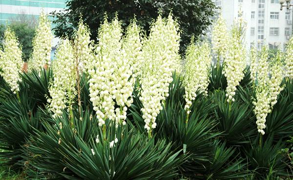 盘点世界各国国花你最喜欢哪种,盘点各国国花