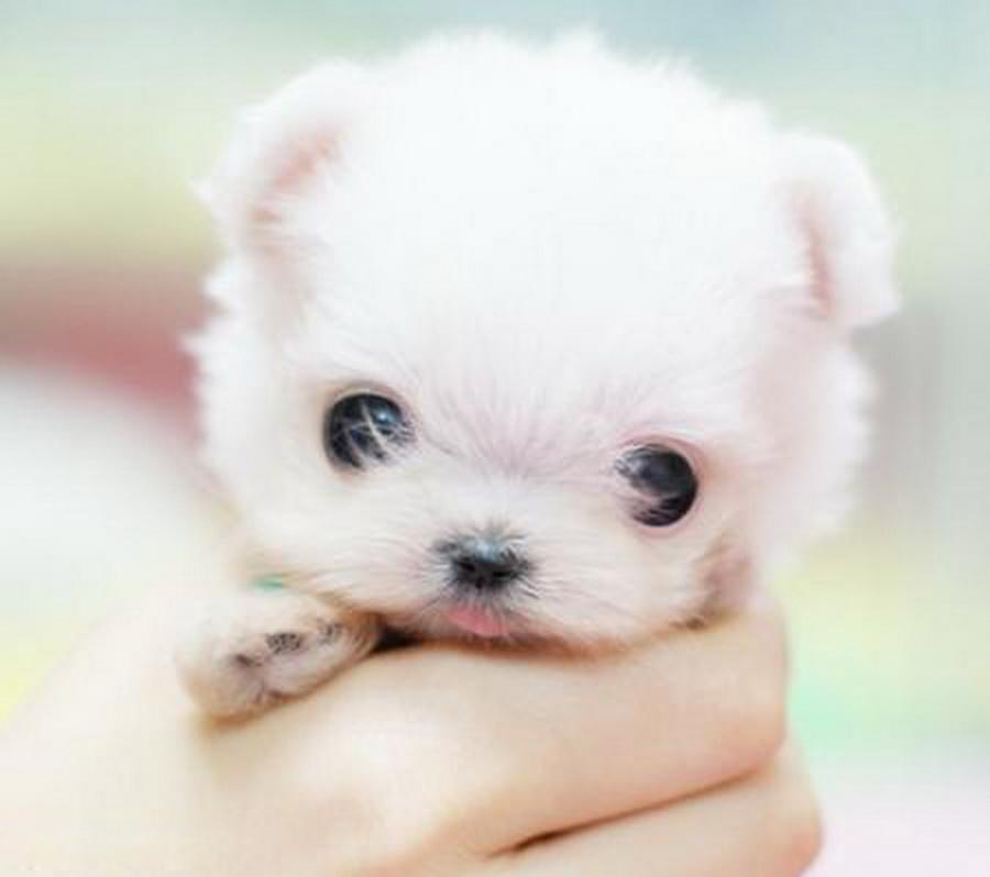 茶杯犬背后的心酸,爱它还是在害它?