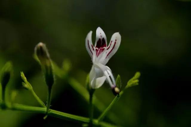 冬天常见中药植物图片及功效,花期长的草本植物图片