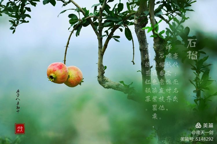 石榴一般几月份熟,石榴怎么判断熟了