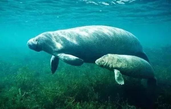 吃到濒临灭绝的东西,人类吃得快灭绝的动物