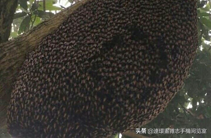 各式蜂巢,各种各样的蜂窝