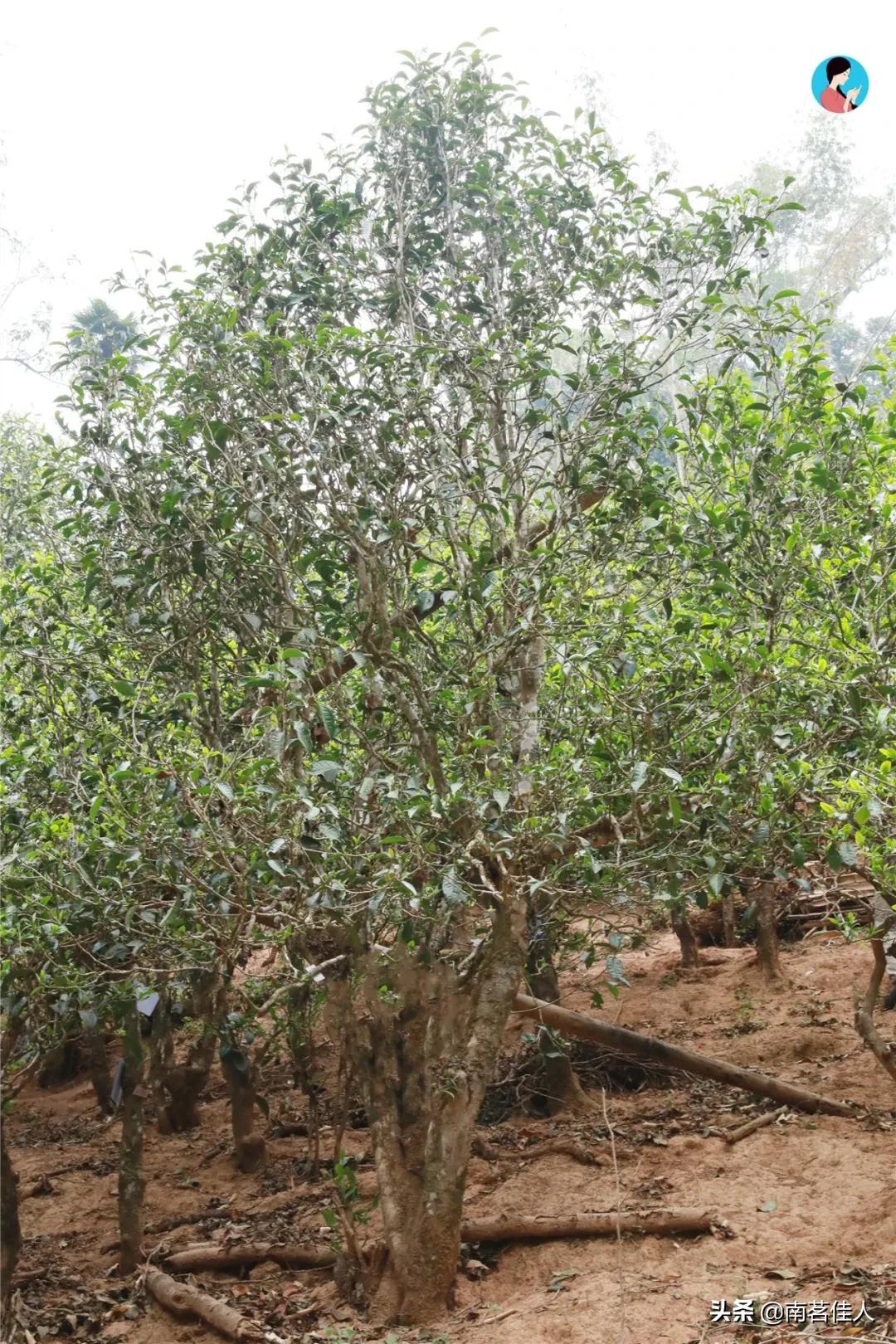 冰岛五寨糯五价格,冰岛五寨谁最有性价比