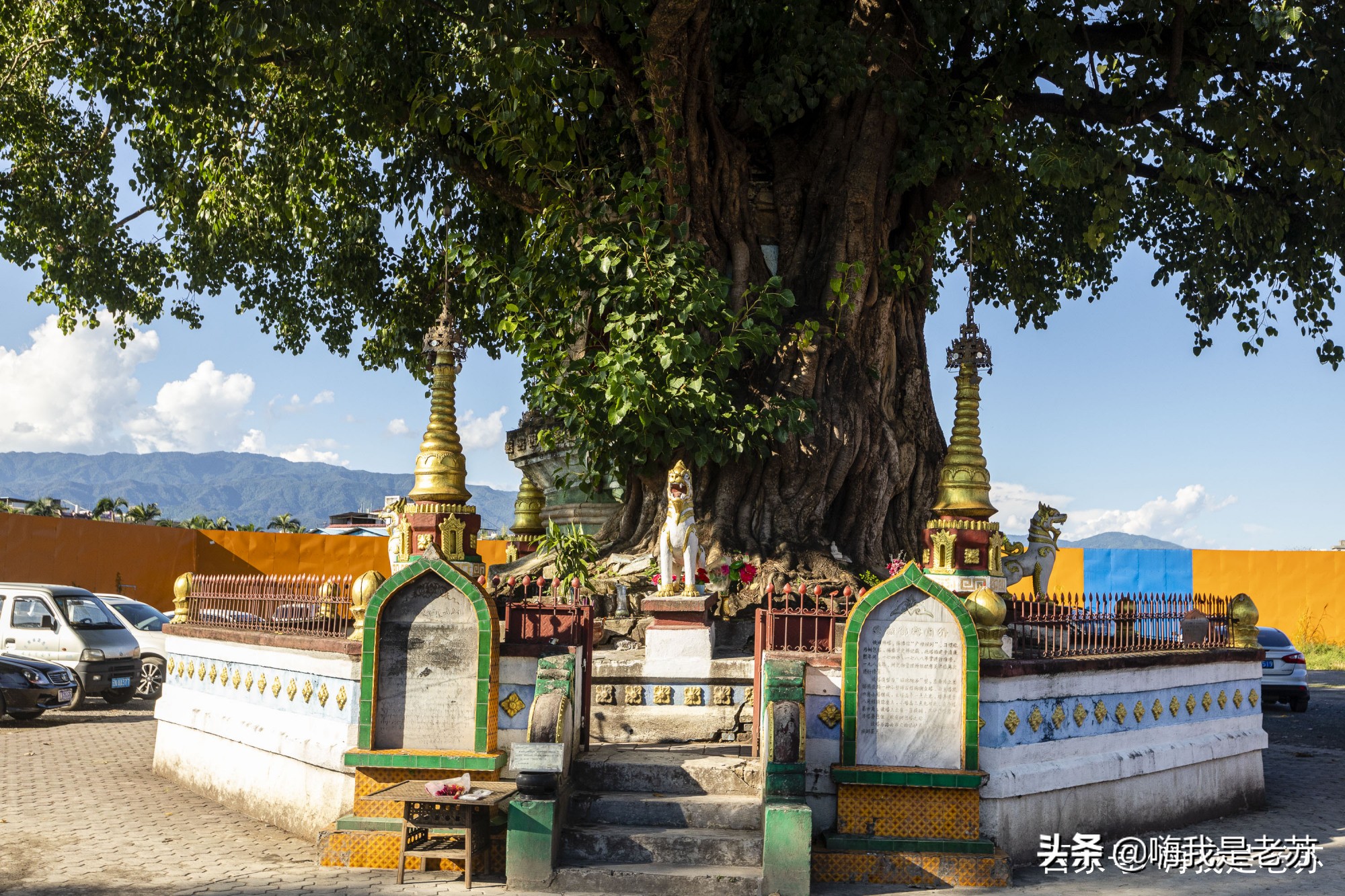 云南芒市大金塔菩提树的来历,芒市树包塔原来的样子