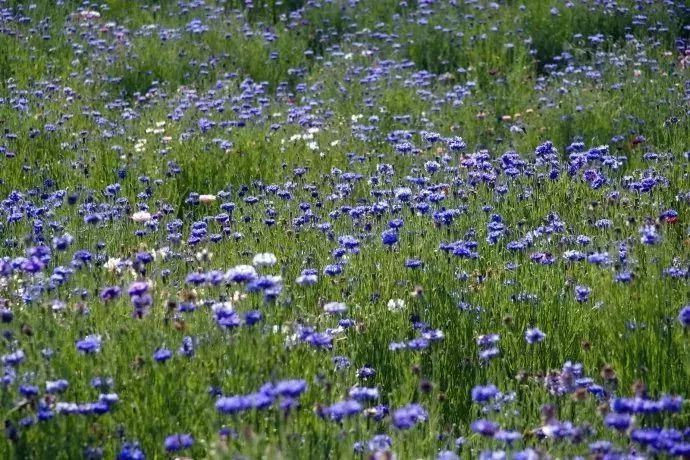 看到花的时候，不知是什么花？那就收下这份百花图谱