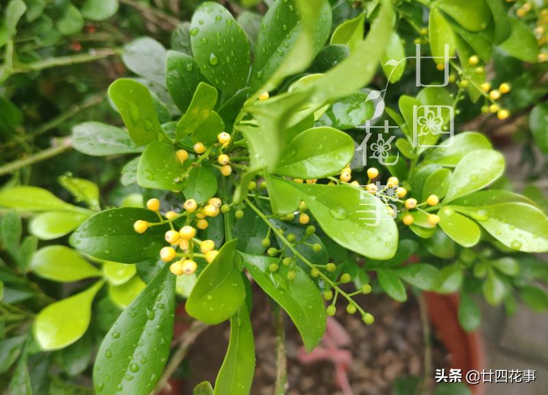 米兰冬季养护注意事项,米兰的冬季养护方法与要点