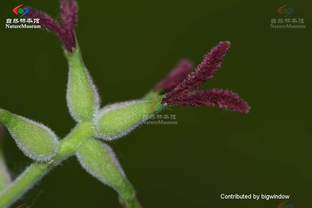 北方常见的楸花类树种,北方常用绿化植物