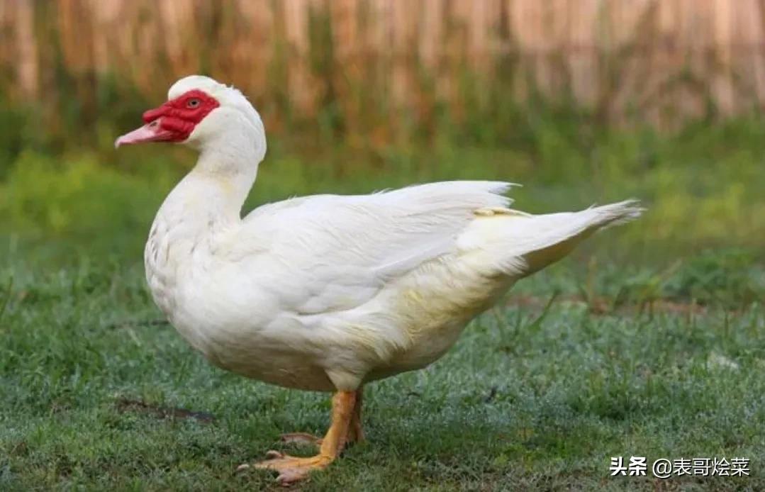 全国有名的鸭有哪些,各地鸭子特产大全