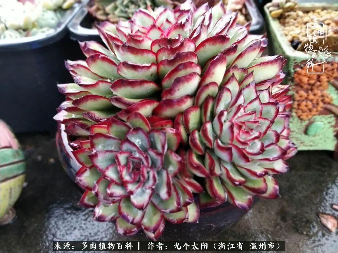 景天、球和龙舌兰，只要是多肉，都喜爱