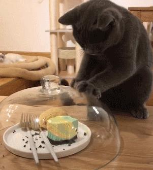 猫粮该如何选择好的品牌,猫粮怎么样选