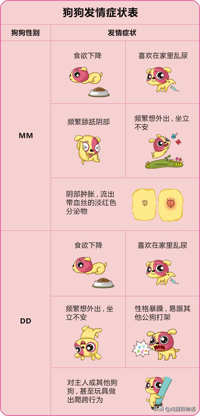 家里的狗狗发情了,该怎么照顾它?