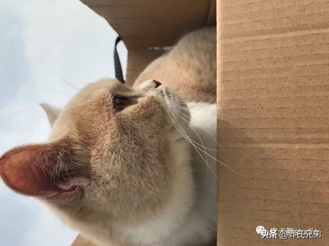 可爱小奶猫刚生出成长日记,一只小奶猫的成长过程
