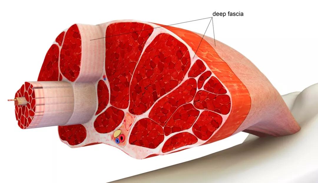 是“智商税”还是真有效？这款国产口袋筋膜枪，用过的人都说好