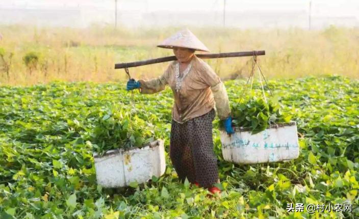 农村开山种什么最赚钱,农村种植什么最赚钱年入十几万