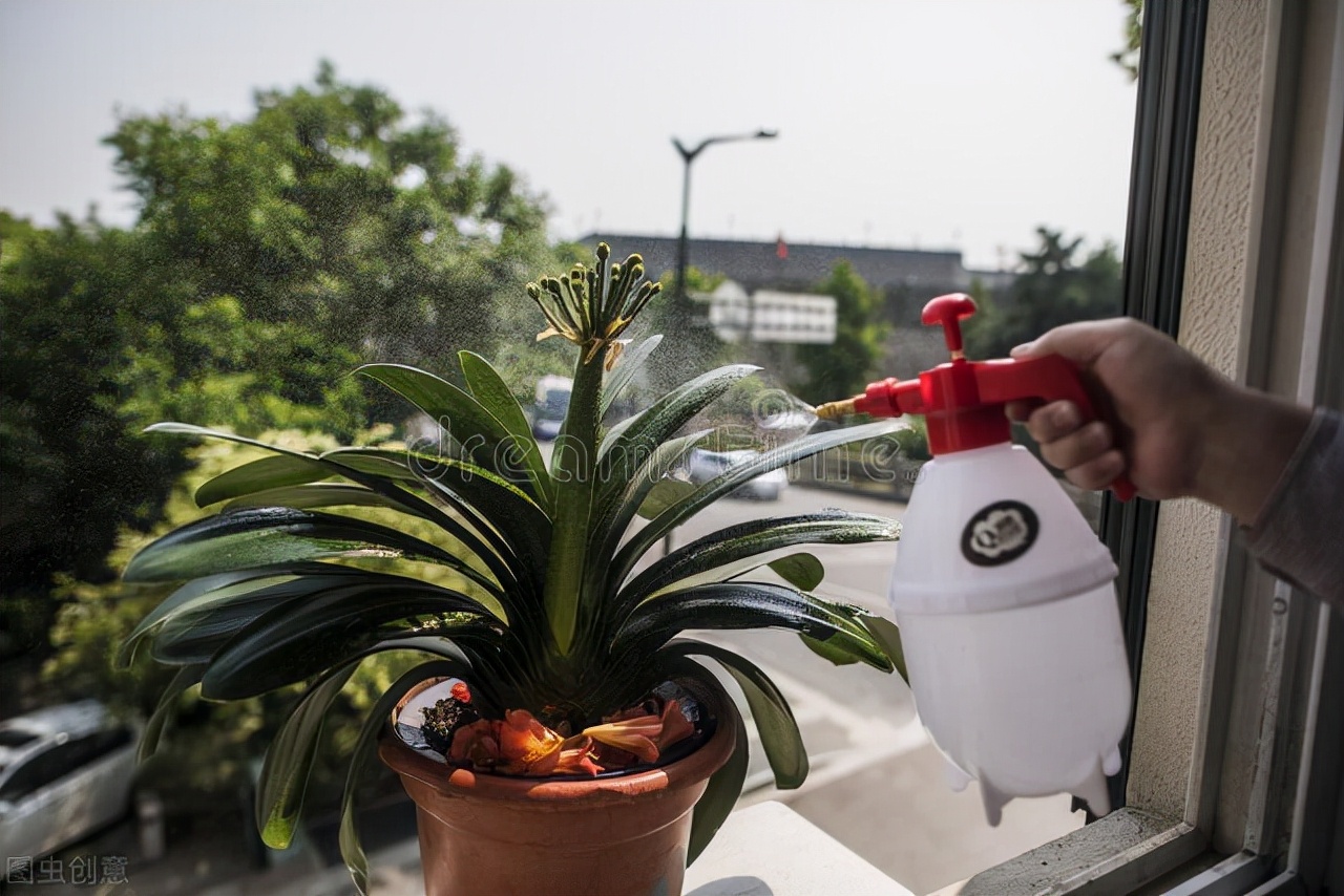 君子兰换盆口诀大全,老花匠如何给君子兰换盆