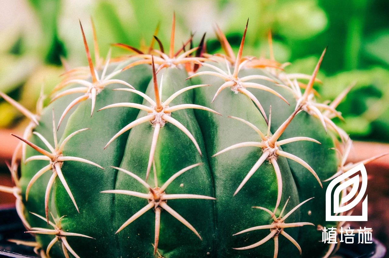 多肉金琥的养殖方法,金琥仙人掌养护方法