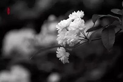 开封律师尚明病逝悼念文章让人泪目