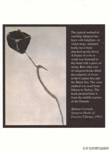 欧鲤钓必须用弯背钩吗,欧鲤钓真的那么厉害吗