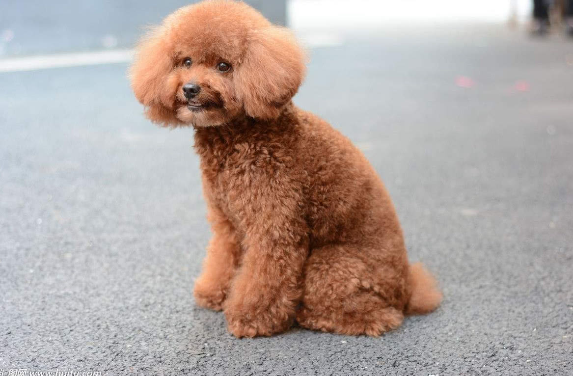 新手养灰泰迪的十大禁忌,泰迪适合新手养吗