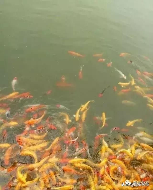 潮汕铜盂明安里,明安里的潮汕民居