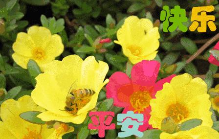 最美早上好带字图片温馨,早上好最新温馨带字图片唯美