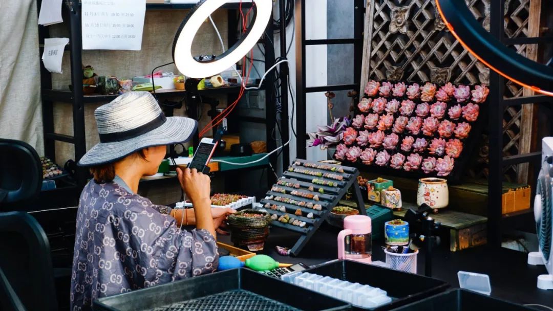 多肉基地批发生石花直播,多肉生石花直播销量第一名