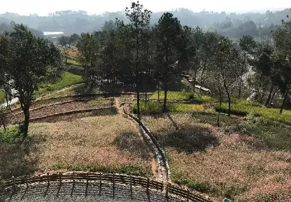 双流夜景必打卡之地,成都双流免费打卡景点