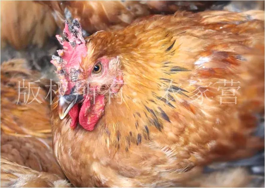 儿童鸡痘初期症状,人传染了鸡痘会有什么症状