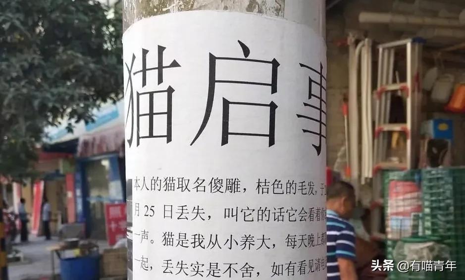 听说给猫起名越贱越好养活,科普给猫起名