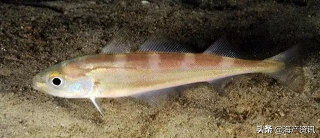真鳕鱼科普,真鳕银鳕黑鳕鱼