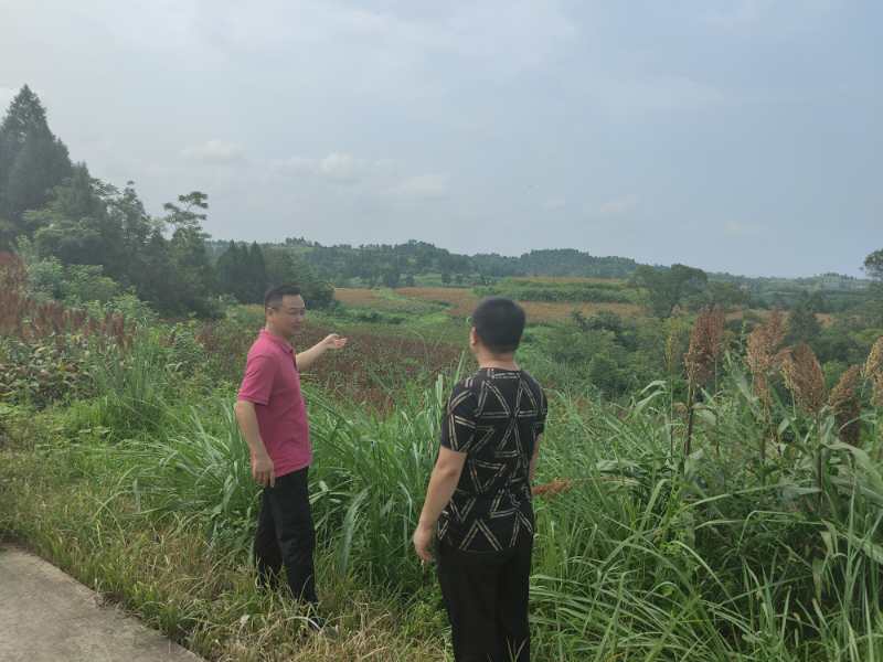 红了！红了！这些天的南充市嘉陵区龙蟠镇真的是“红遍天”了