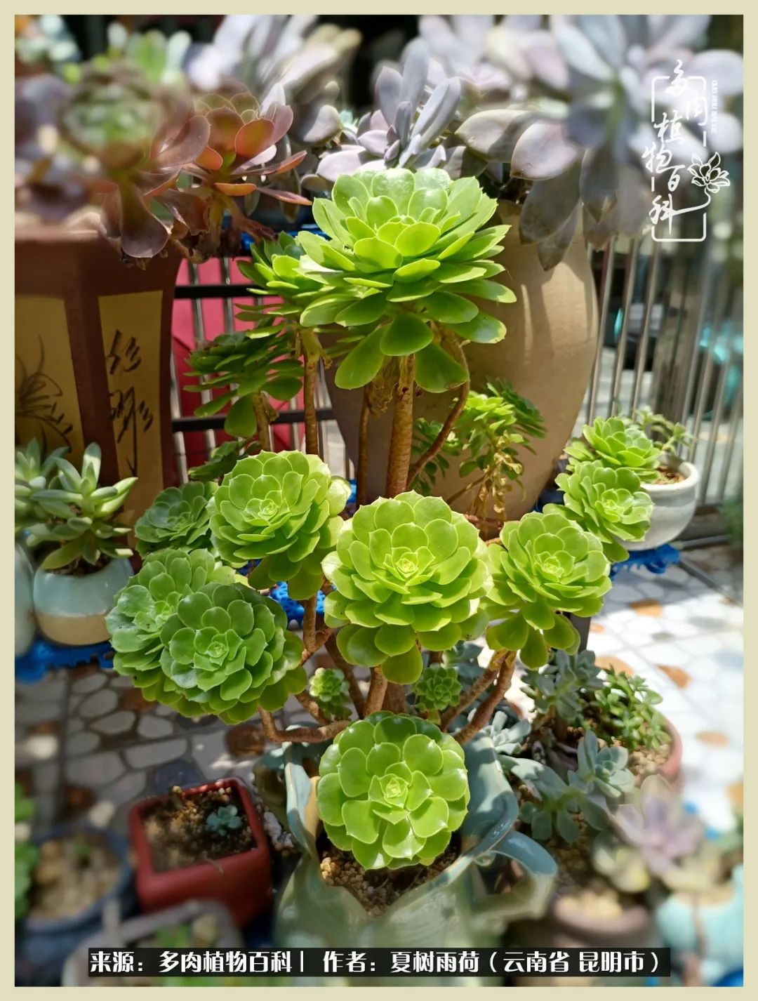 自从养了多肉有了窗台想要个阳台,养多肉10年多