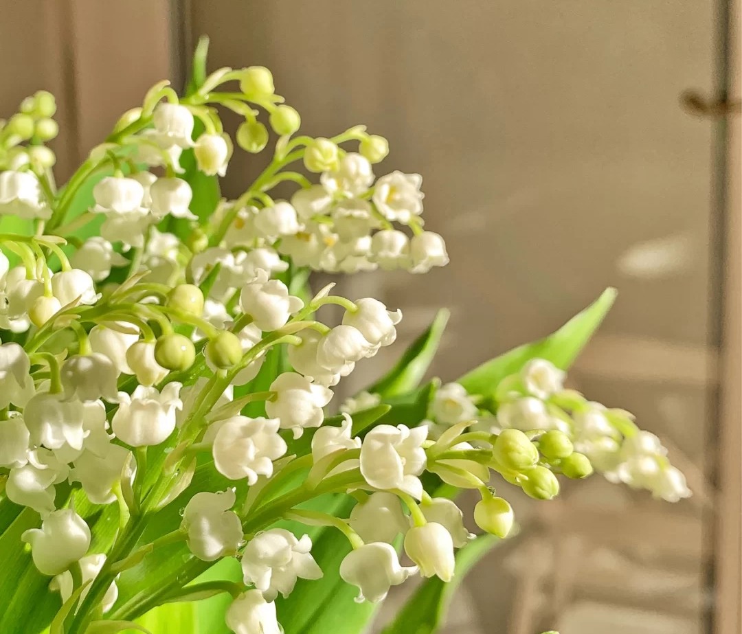 蓝色花花花语,花语是我喜欢你的花