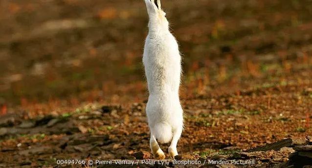 北极兔腿长,北极兔高冷长腿