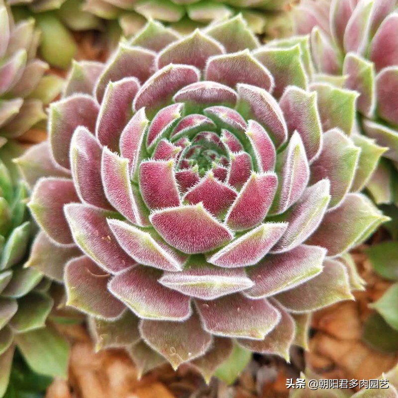 多肉观音爆崽方法,多肉观音莲爆籽怎么办