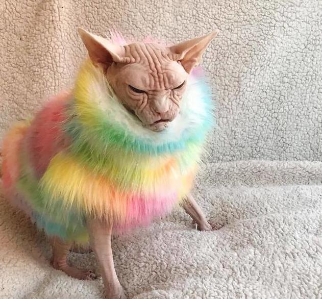 养一只无毛猫会怎么样,无毛猫是不是容易受伤