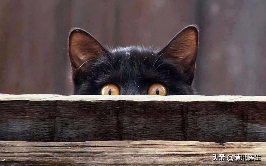 猫从来不出门要洗澡吗,猫从来不出门会感染绦虫嘛