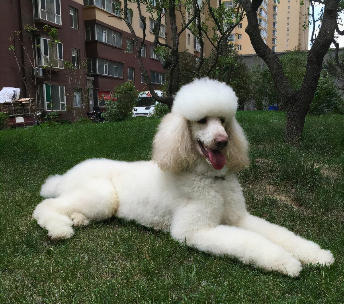 巨型贵宾犬怎么才能养胖,瘦巨型贵宾犬