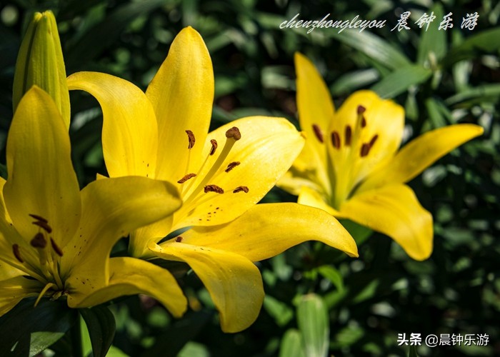 百合哪种颜色的花好闻,寓意好的花百合