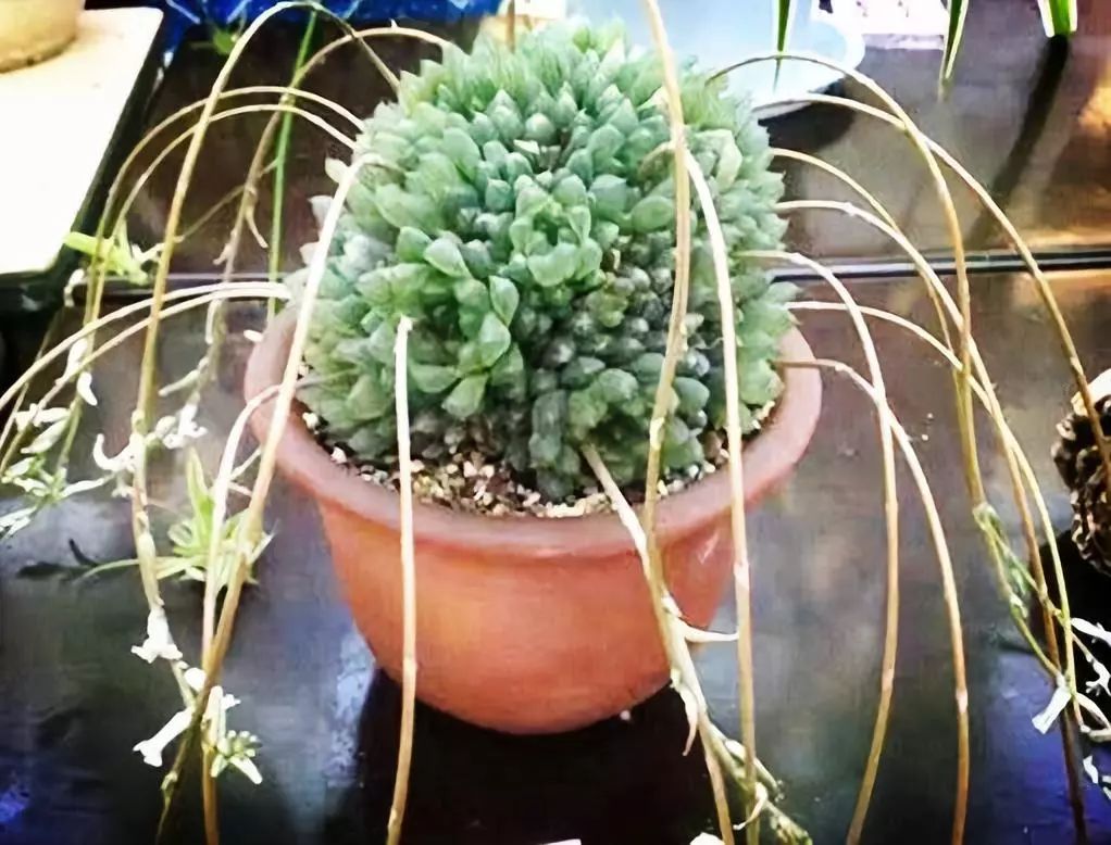 适合阳台养的四季开花有花香的花,花期长耐热耐寒又好养的花卉